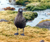 South Shetland islands - King George island: skua on the beach - photo by G.Frysinger