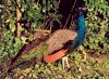 Spain / Espaa - Valladolid: peacock at Campo Grande gardens / pavo (photo by Miguel Torres)