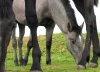 Spain / Espaa - caballos / horses grazing (photo by Angel Hernandez)