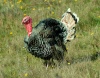 Spain / Espaa - pavo / peru / turkey (photo by Angel Hernandez)