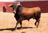 Spain / Espaa - toro / touro / bull (photo by Angel Hernandez)