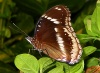 Spain / Espaa - mariposa / butterfly (photo by Angel Hernandez)