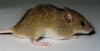Spain / Espaa - raton / rato / mouse (photo by Angel Hernandez)