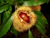 Spain / Espaa - castaa / castanhas no ourio / chestnuts on the tree (photo by Angel Hernandez)