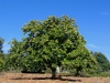Spain / Espaa - castao / castanheiro / chestnut tree (photo by Angel Hernandez)