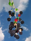Spain / Espaa - moras / amoras / blueberries (photo by Angel Hernandez)