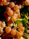 Spain / Espaa - uvas / grapes (photo by Angel Hernandez)