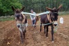 Spain / Espaa - Cogiendo patatas / burros - colhendo batatas / donkeys - harvesting potatoes (photo by Angel Hernandez)