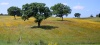 Spain / Espaa - Campo de encinas / campo de azinheiras / field of holm-oaks (photo by Angel Hernandez)