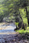 Spain / Espaa - Cabezuella del Valle - Caceres province: woods by the river Jerte (photo by M.Torres)