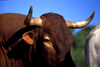 Spain - Cadiz - Spanish bull - photo by K.Strobel
