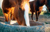 Spain - Villamartn -  Cadiz province - Horses eating, Horse training centre - photo by K.Strobel