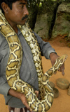 Sri Lanka - Sigiriya (Matale distric - Central Province): Snake charmer with Python - photo by B.Cain