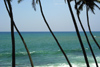 near Weligama, Southern Province, Sri Lanka: swaying palm trees - Indian ocean - photo by B.Cain