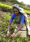 Nuwara Eliya, Central Province, Sri Lanka: tea leaves picker in field - photo by B.Cain