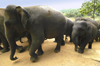 Kegalle, Sabaragamuwa province, Sri Lanka: Pinnawela Elephant Orphanage - marching up stairs - photo by B.Cain
