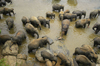 Pinnawela Elephant preserve, Sri Lanka: elephants bathing - from above - photo by B.Cain