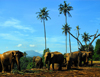 Kegalle, Sabaragamuwa province, Sri Lanka: elephants and cocunut trees - Pinnewela Elephant Orphanage - photo by M.Torres