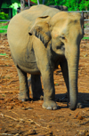 Kegalle, Sabaragamuwa province, Sri Lanka: juvenile elephant - Pinnewela Elephant Orphanage - photo by M.Torres