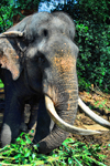 Kegalle, Sabaragamuwa province, Sri Lanka: large bull elephant - Pinnewela Elephant Orphanage - photo by M.Torres
