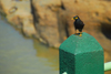 Kegalle, Sabaragamuwa province, Sri Lanka: black bird on a green pillar by the Oya River - Pinnewela - photo by M.Torres