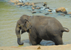 Kegalle, Sabaragamuwa province, Sri Lanka: chained yet happy - an elephant bathes - Pinnewela Elephant Orphanage - photo by M.Torres