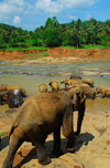 Kegalle, Sabaragamuwa province, Sri Lanka: elephants rusth for the water - Maha Oya River, Rambukkana - Pinnewela Elephant Orphanage - photo by M.Torres