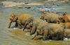 Kegalle, Sabaragamuwa province, Sri Lanka: elephants advance against the stream of the Maha Oya River - Pinnewela Elephant Orphanage - photo by M.Torres