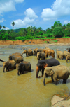 Kegalle, Sabaragamuwa province, Sri Lanka: elephants walk in the river - Pinnewela Elephant Orphanage - photo by M.Torres