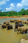 Kegalle, Sabaragamuwa province, Sri Lanka: elephants walk in the river - Pinnewela Elephant Orphanage - photo by M.Torres