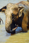 Kegalle, Sabaragamuwa province, Sri Lanka: elephant bathing - Pinnewela Elephant Orphanage - photo by M.Torres