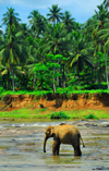 Kegalle, Sabaragamuwa province, Sri Lanka: lone elephant and the Cocunut groves along the Maha Oya river - Pinnewela Elephant Orphanage - photo by M.Torres