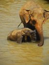 Kegalle, Sabaragamuwa province, Sri Lanka: mother and baby - elephants bathing - Pinnewela Elephant Orphanage - photo by M.Torres