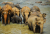 Kegalle, Sabaragamuwa province, Sri Lanka: herd of Sri Lankan Elephants, Elephas maximus maximus - Pinnewela Elephant Orphanage - photo by M.Torres