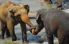 Kegalle, Sabaragamuwa province, Sri Lanka: elephants staging a fight - interlaced trunks - Pinnewela Elephant Orphanage - photo by M.Torres