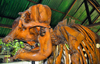 Kegalle, Sabaragamuwa province, Sri Lanka: skeleton of Sri Lankan Elephant - Elephas maximus maximus, subspecies of the Asian Elephant - Rambukkana - photo by M.Torres