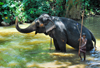 Kegalle, Sabaragamuwa province, Sri Lanka: a mahout / cornac bathes a large elephant - Rambukkana - photo by M.Torres