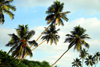 Bentota, Galle District, Southern Province, Sri Lanka: coconut trees along the beach - photo by M.Torres