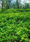 Pilimathalawa, Central Province, Sri Lanka: Embilmeegama tea plantation - photo by M.Torres