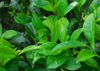 Pilimathalawa, Central Province, Sri Lanka: tea leaves - Embilmeegama tea plantation - photo by M.Torres