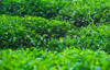 Pilimathalawa, Central Province, Sri Lanka: tea hedgerows - Embilmeegama tea plantation - photo by M.Torres