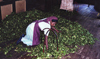 Sri Lanka - countryside: tea clipping ready for processing - photo by G.Frysinger