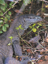 Sri Lanka - Yalla National Park - Yala NP - Southern Province: Monitor lizard - Bengal monitor - Varanus bengalensis, aka Common Indian Monitor - fauna - reptile - photo by B.Cain
