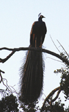 Yalla National Park, Sri Lanka: peacock in tree - fauna - bird - photo by B.Cain