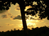 Sri Lanka - Yagoda region - sunset scene - tree silhouette - photo by K.Y.Ganeshapriya