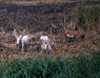 Sudan - White Nile River - Jonglei / Junqali state: Dinka cattle with their huge horns - photo by Craig Hayslip