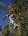 Sudan - Wadi Halfa: collecting dates (photo by Galen Frysinger)