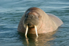 Svalbard - Spitsbergen island: young walrus close-up - Odobenus rosmarus - photo by R.Eime