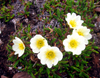 Svalbard - Spitsbergen island: delicate arctic wildflowers appear on the tundra afre the winter thaw - photo by R.Eime