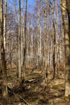 Sweden - Gothenburg - Gteborg (Vstra Gtlands Ln): birch forest - photo by C.Schmidt